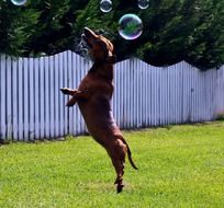 dog playing in nature on a sunny day