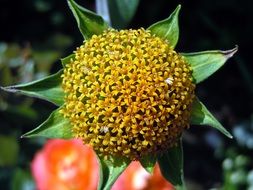 yellow bud in the form of a ball