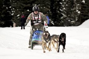 dog sled team on a winter competition