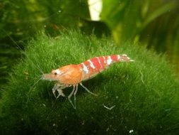 shrimp on the moss