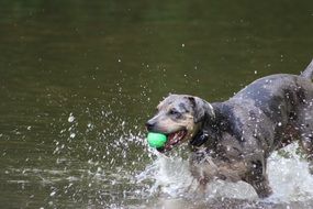 dog with a green ball in the water