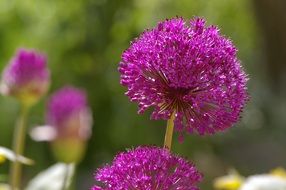 closeup photo of Purple flowering decorative onion