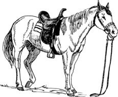 riding horse as a graphic image