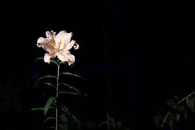 spotted lily on a black background