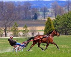 sports training for riding horses in harness