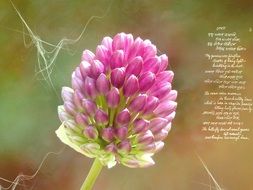 pink leek flower