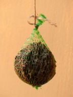 fatty balls for birds