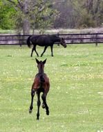 animal horse foal equine horses