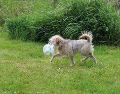 dog playing with a ball in the garden