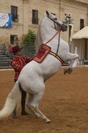 horse dressage