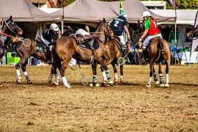 horses with riders in competition