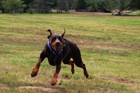 doberman dog play