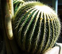 Mexican cactus like a ball in the bright sun