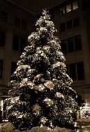 christmas tree outdoor
