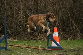 dog jumps while training