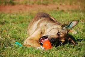 dog puppy junghans ears ball play