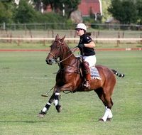 polo horse