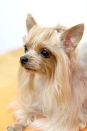 portrait of golden yorkshire