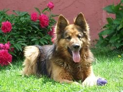 dog german shepherd in garden