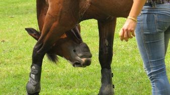 Training a horse
