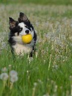 border collie on a flower meadow