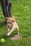 dog playing ball in the garden