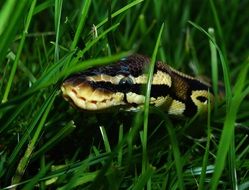 python regius camouflage