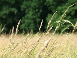wheat field in nature