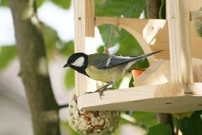 bird in a wooden feeder on a tree
