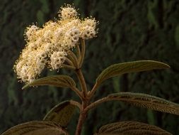 evergreen snow ball plant with green leaves