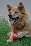 purebred yellow dog with a red ball
