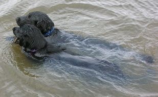 flat coated retrievers dogs