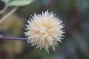 seed haed of clematis