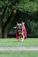 dog show trick