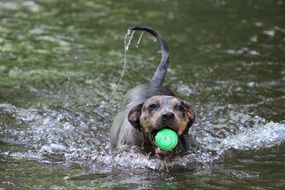 dog with a ball in the water