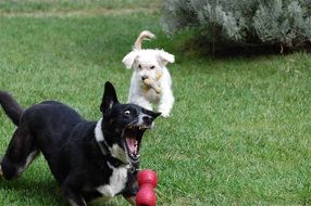 two dogs playing toys on lawn