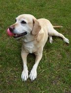 dog with a ball in the mouth on the grass