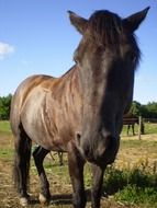 stallion brown horse