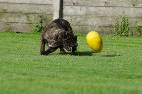dogo canario plays with toy