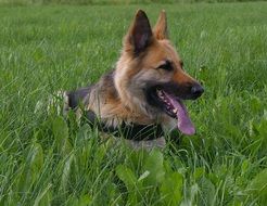 German shepherd resting