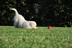 dog game
