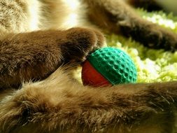 ball in a shaggy paw closeup