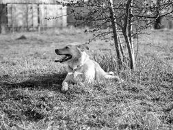 Black and white photo of dog on meadow