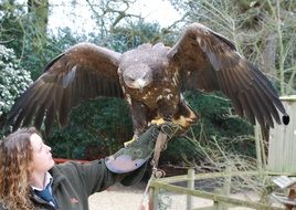 falconry eagle on hand of young girl, training
