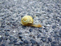 yellow snail on the street