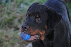 hottweiller dog