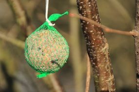 ball with food for birds