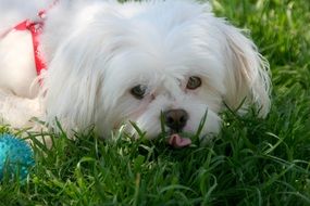 white cute dog in the grass