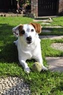 jack russel dog