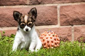 Chihuahua sits for a ball on green grass